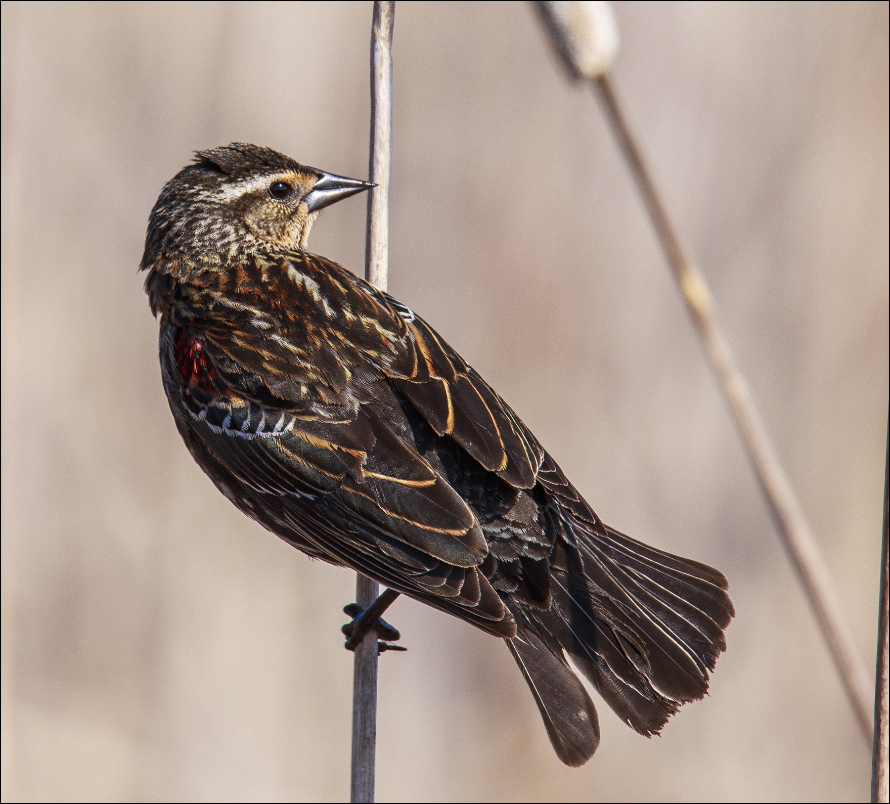 Female Red Winged Blackbird