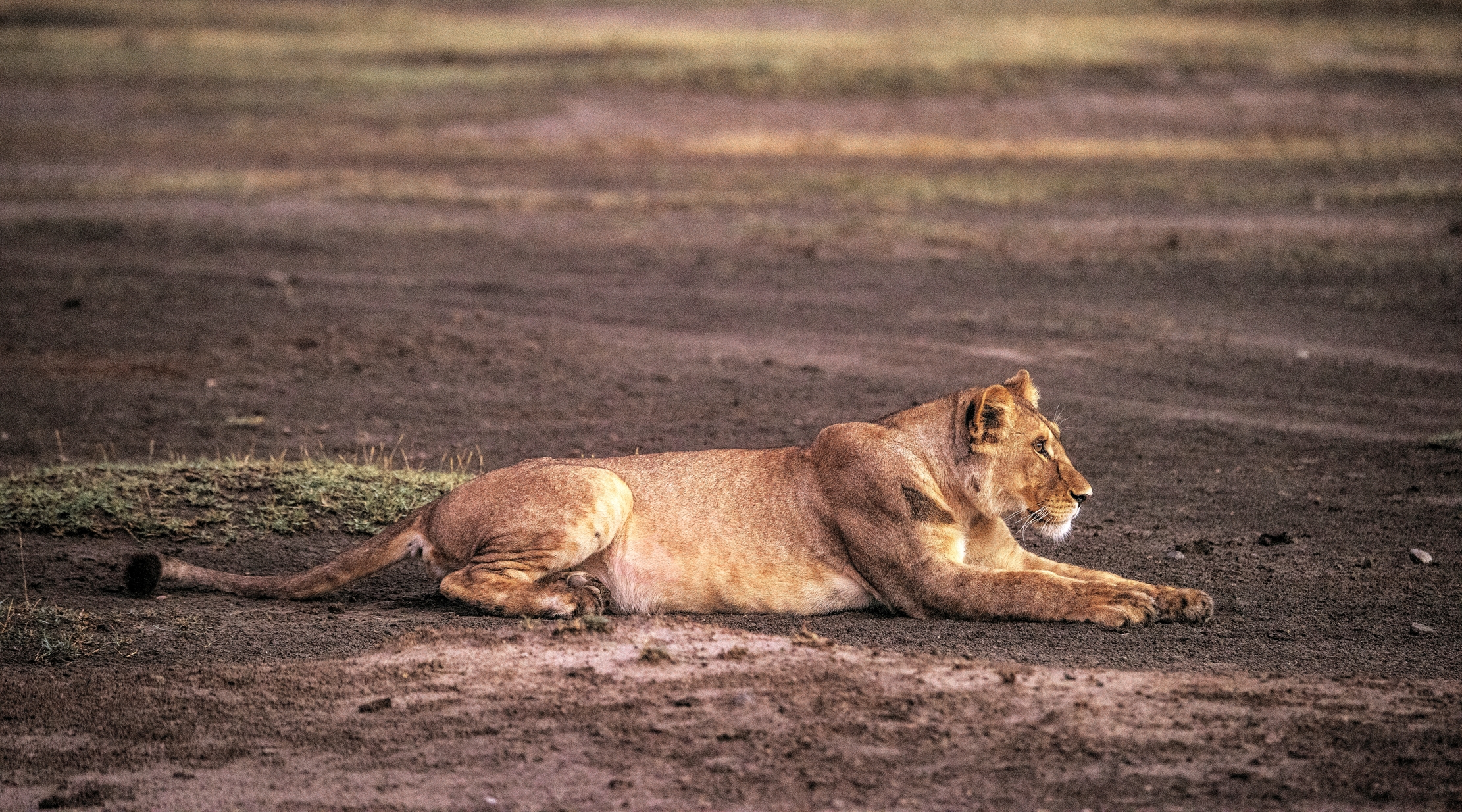 Tanzania 2015 - Alba a Ndutu
