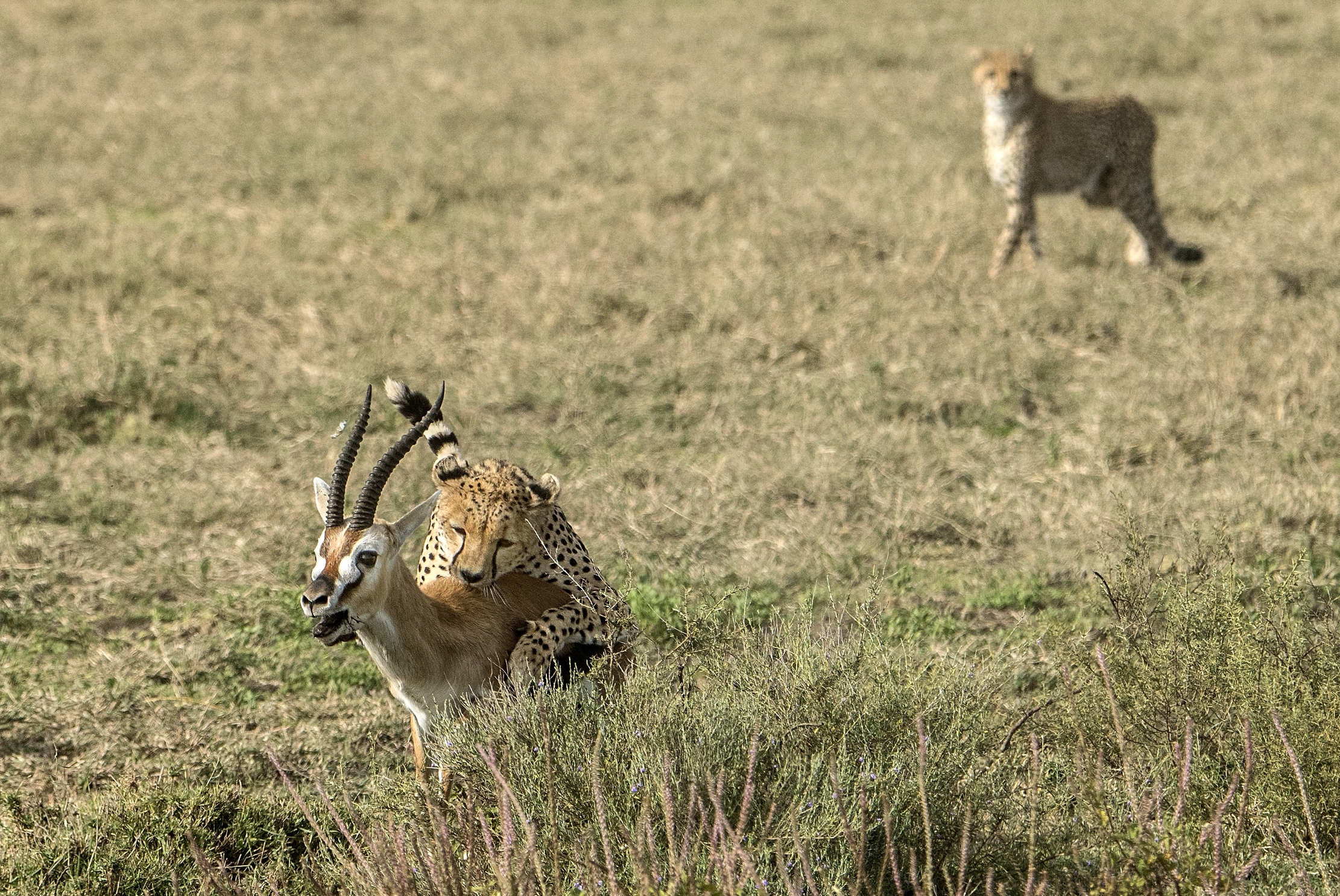 Tanzania 2015 - Caccia