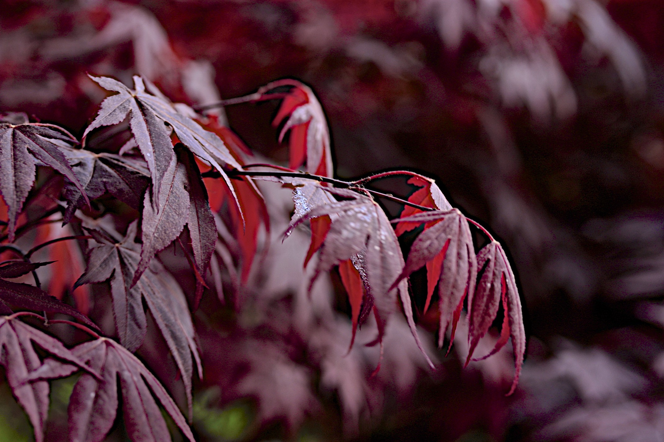 in primavera, colori d'autunno