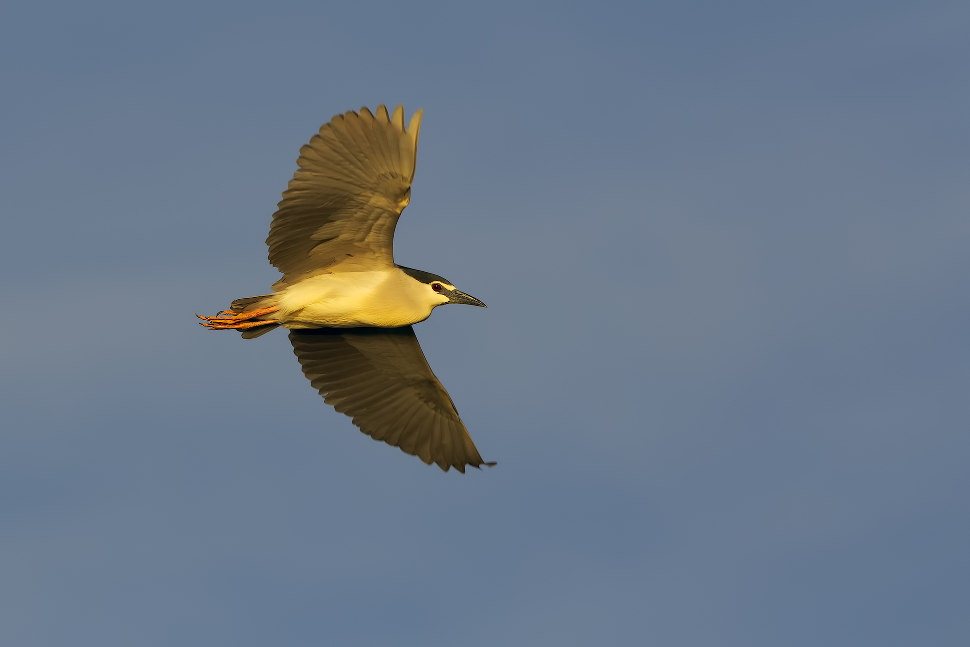 Night Heron in flight