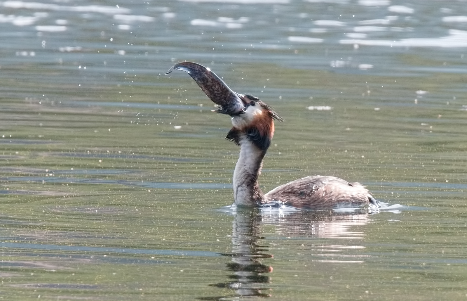 grebe greedy