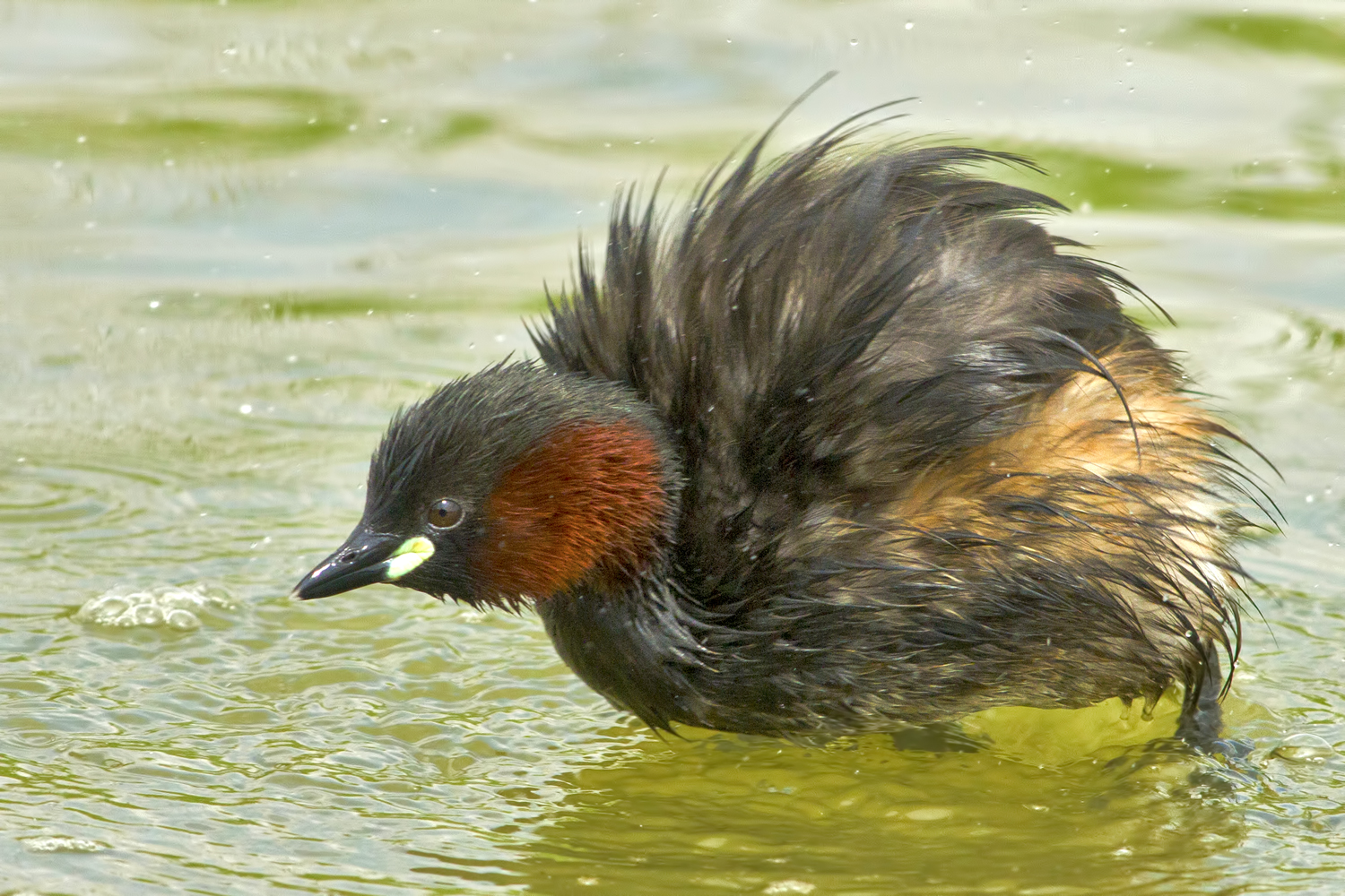Little Grebe
