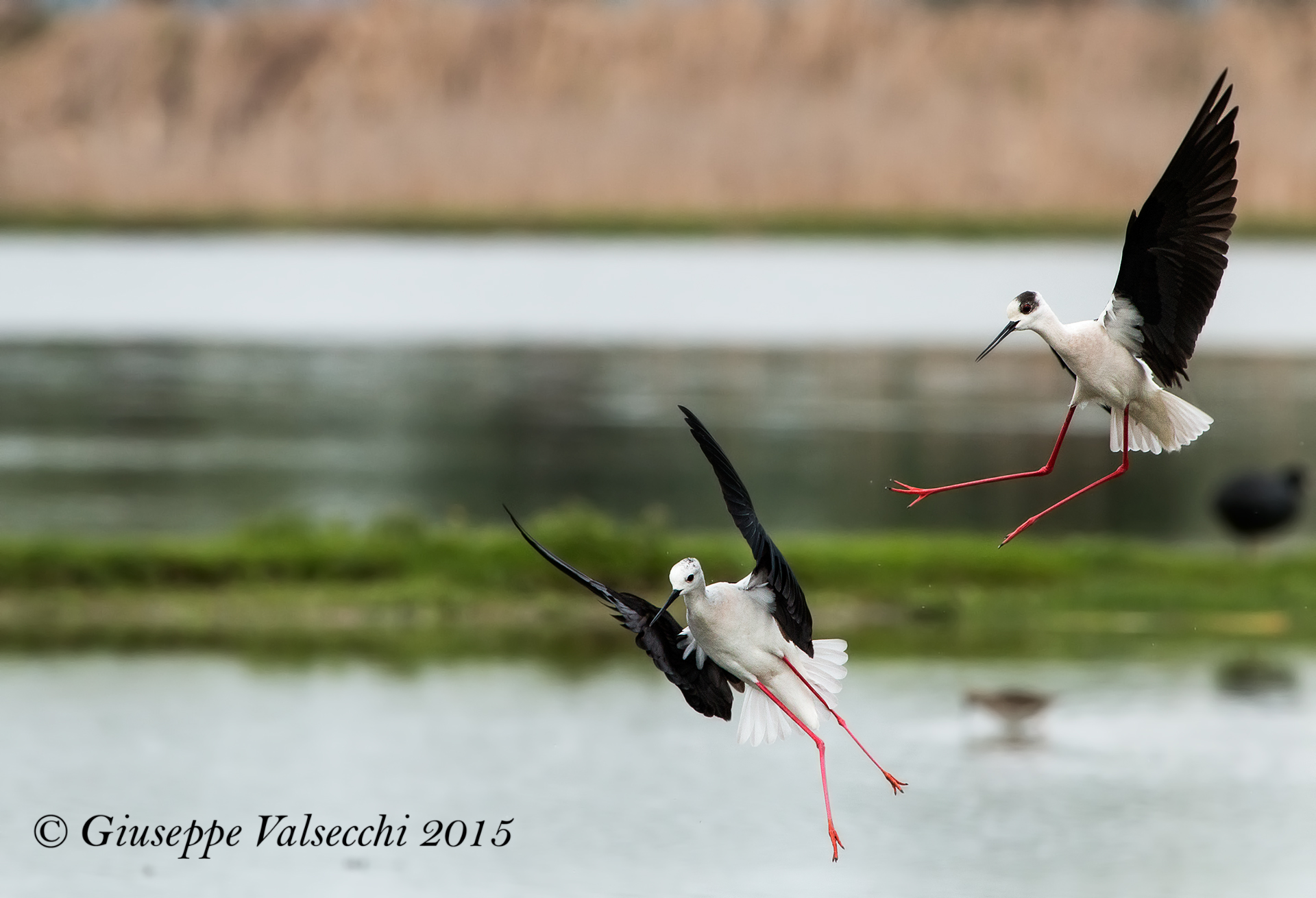 Via da qui...............