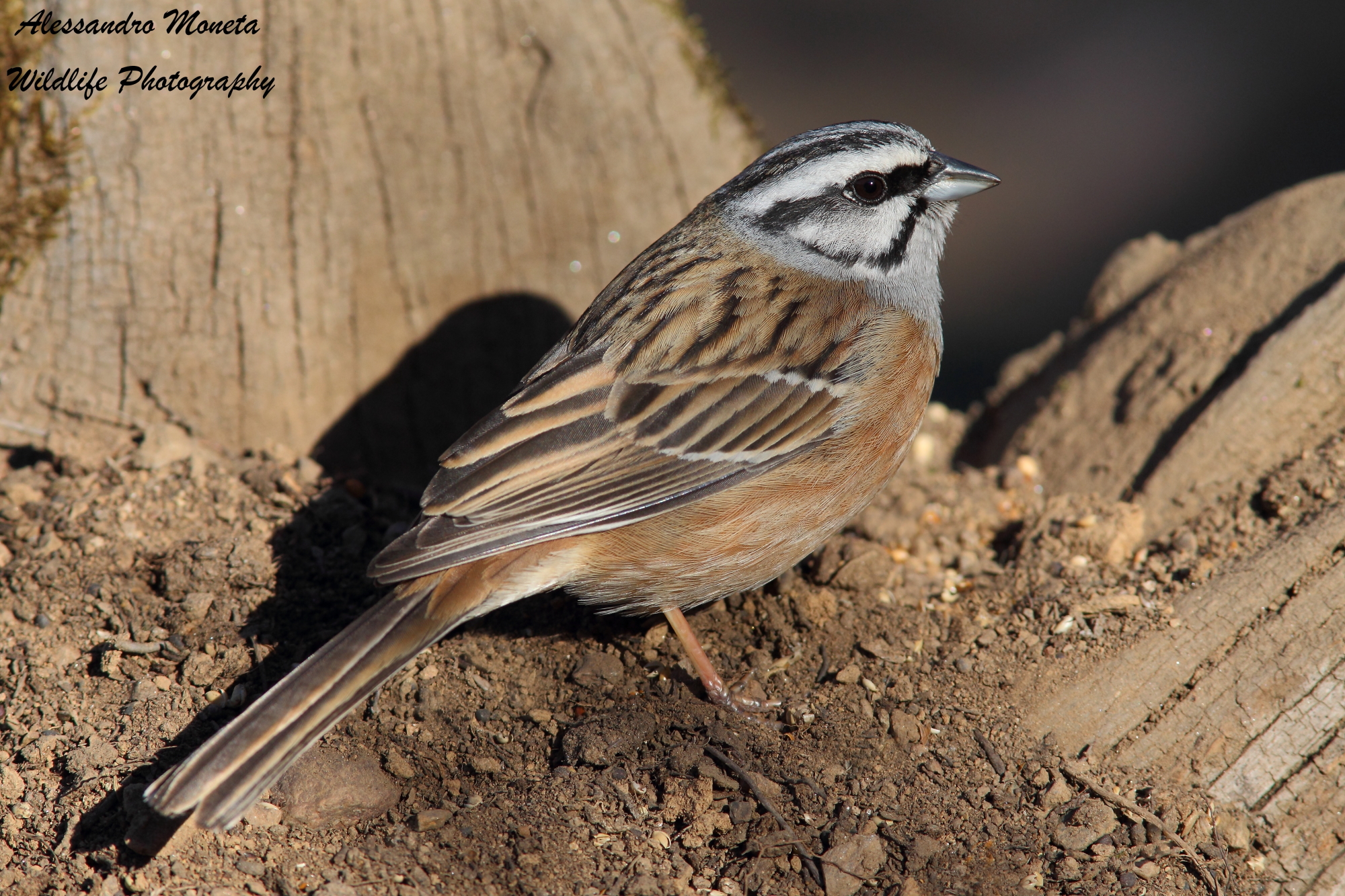 Zigolo Muciatto maschio