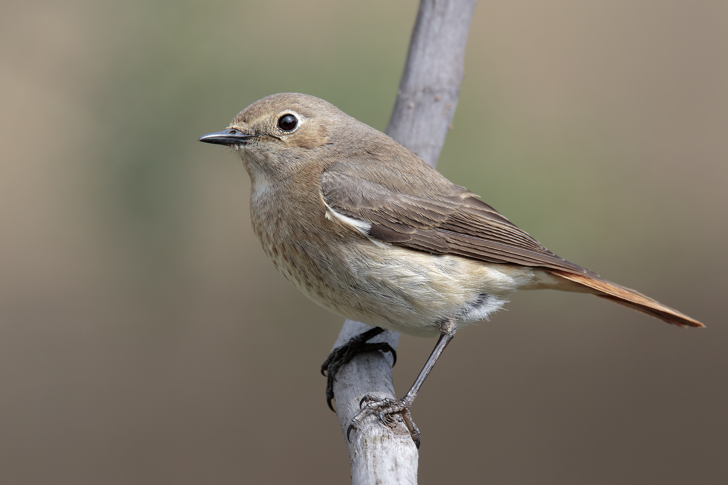Femmina di Codirosso comune