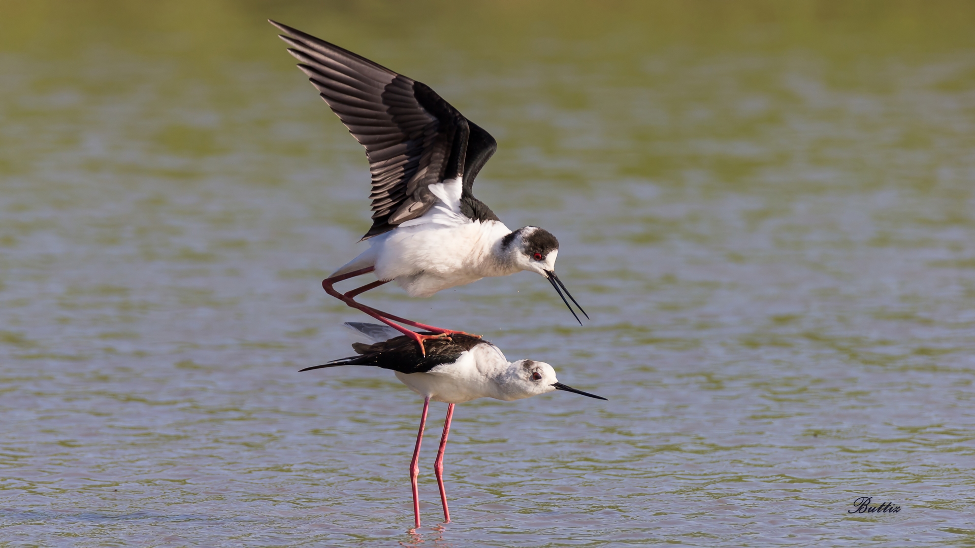 Cavalieri d'Italia - Accoppiamento