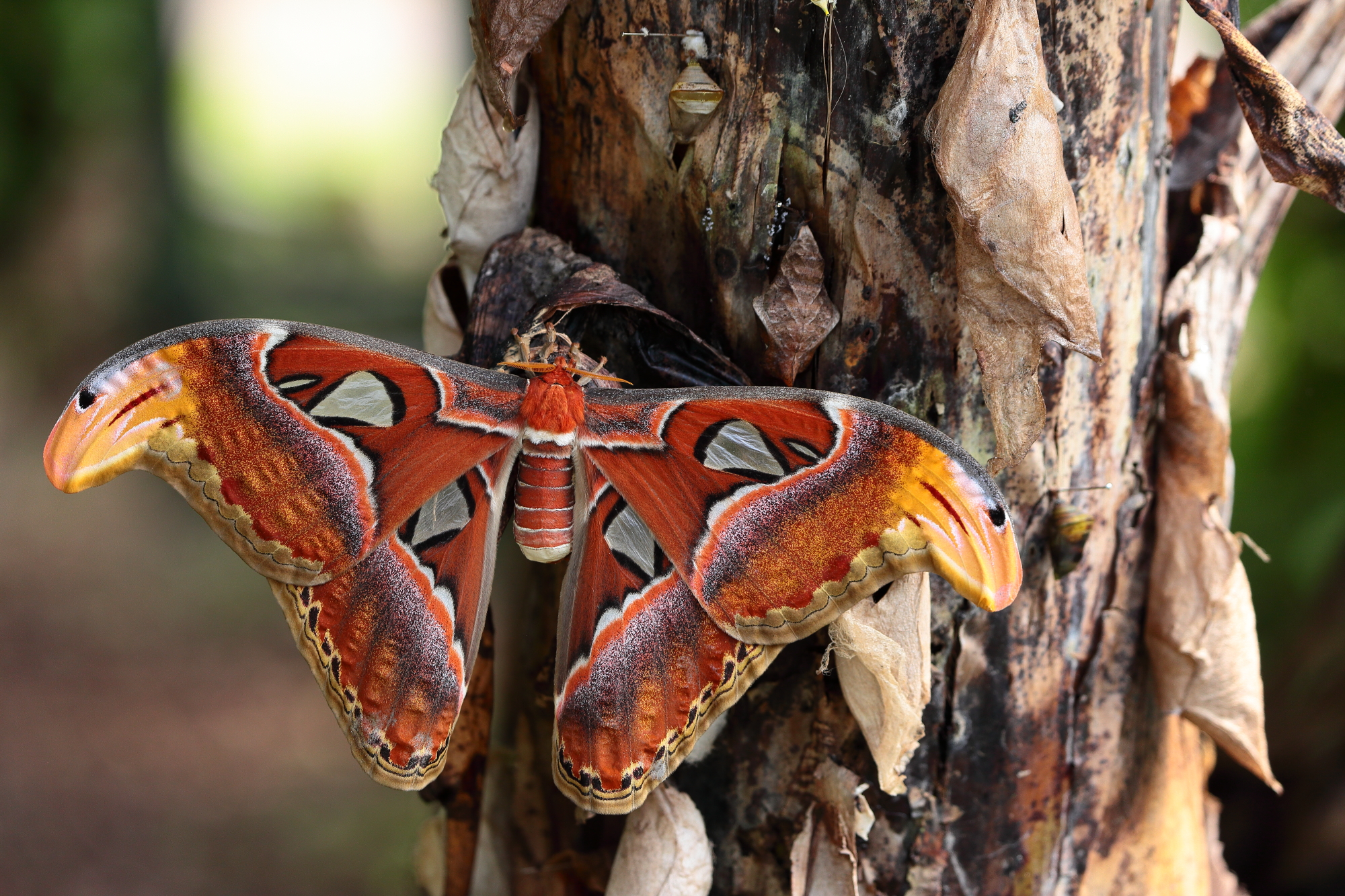 Attacus atlas ... the world's largest