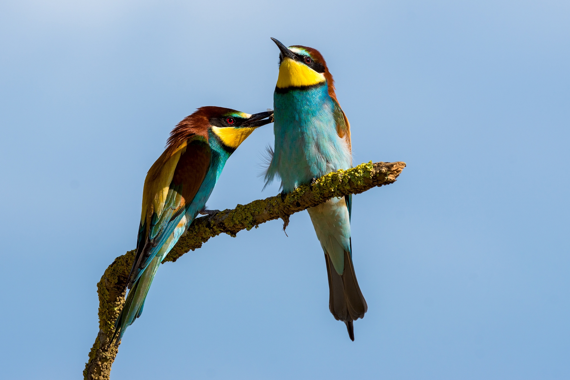 Merops apiaster