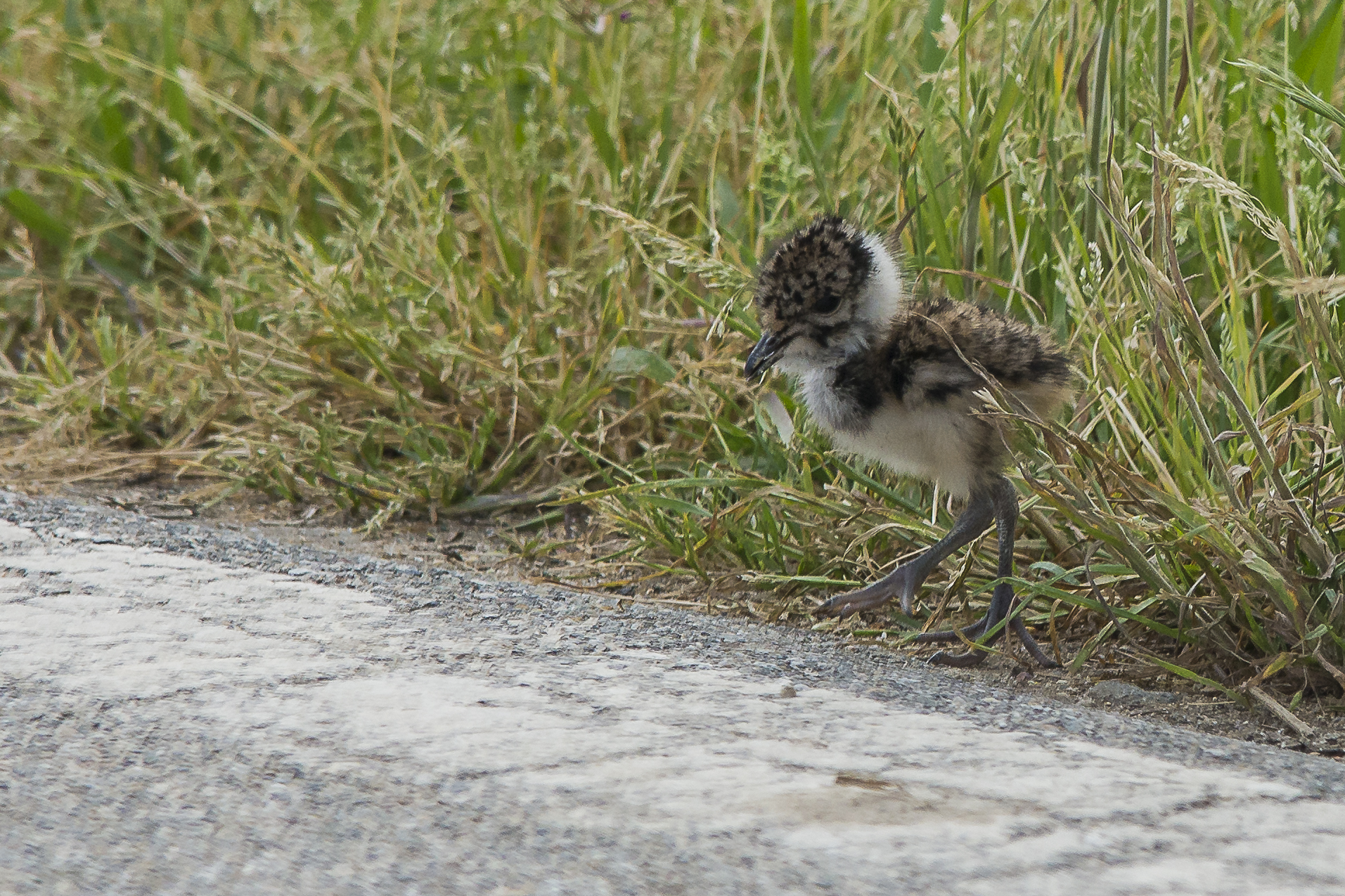 Pulcino di Pavoncella