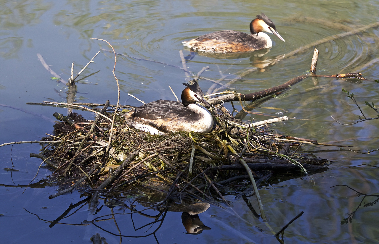 Pair of loons nest