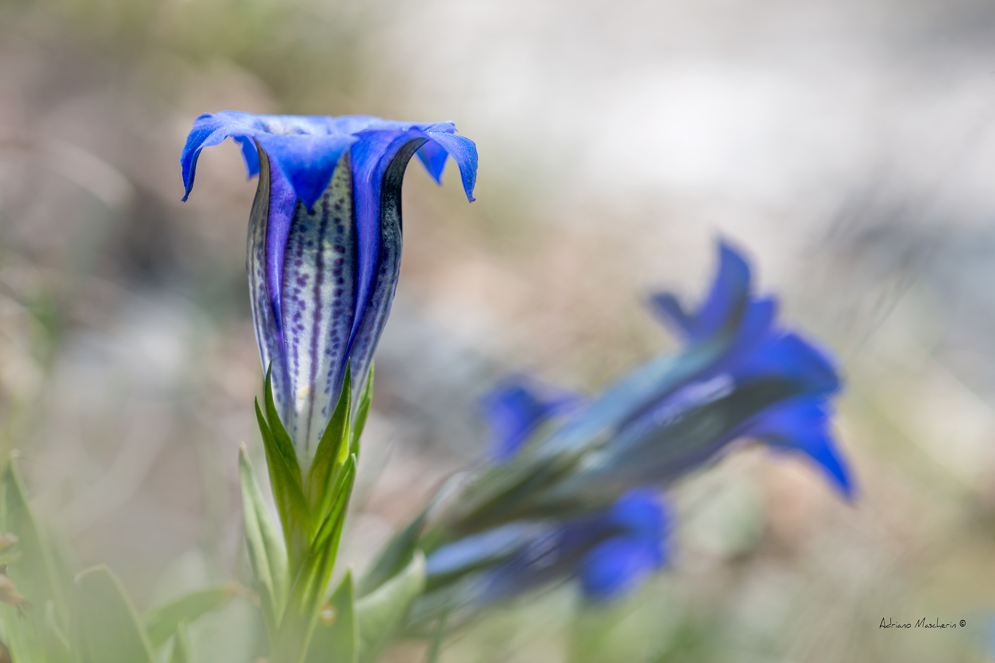 Gentian of Limestone