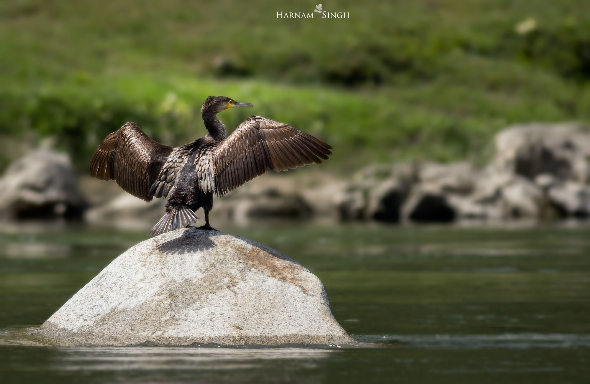 Indian comorant