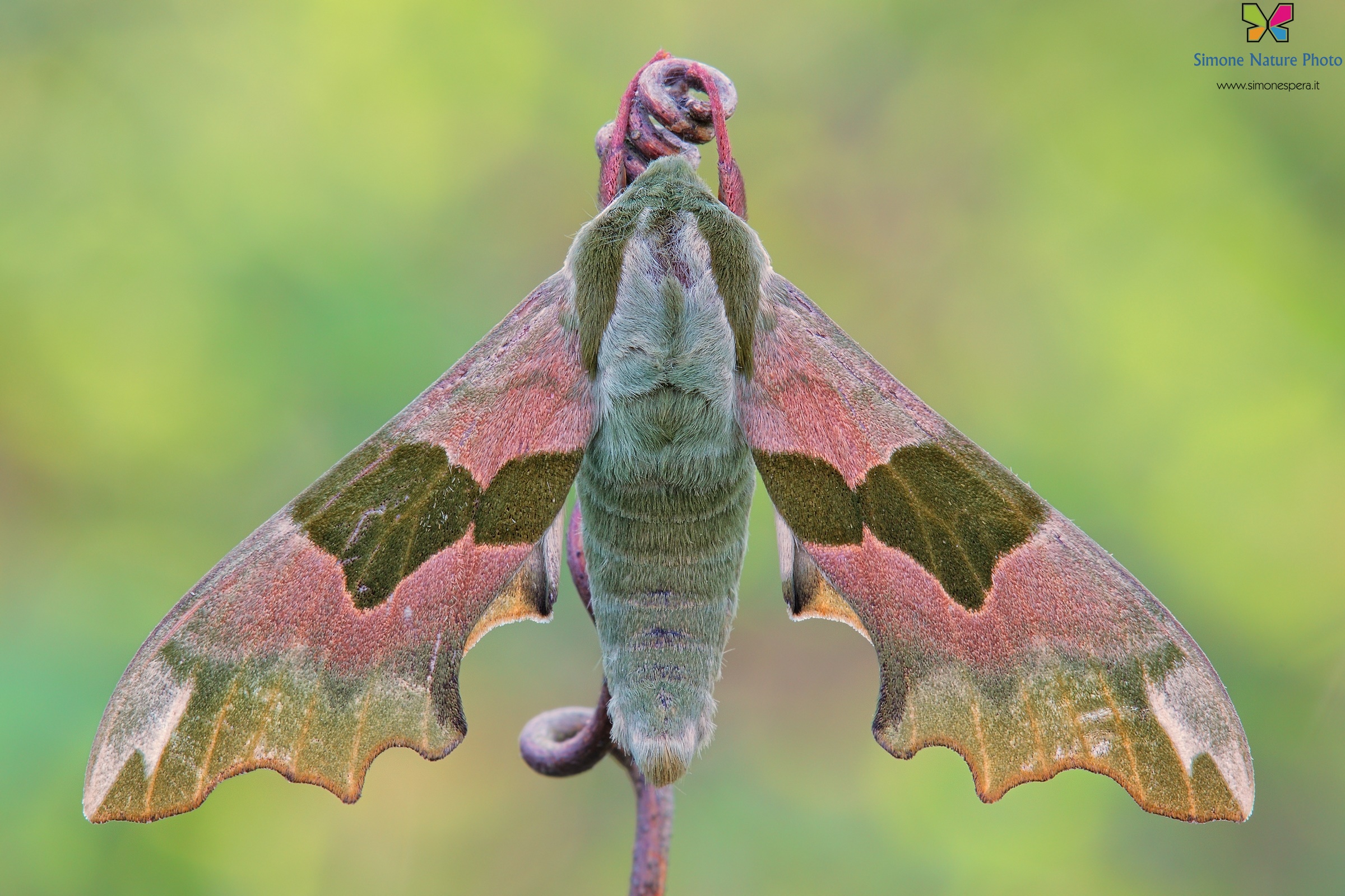 Sphinx of lime .....