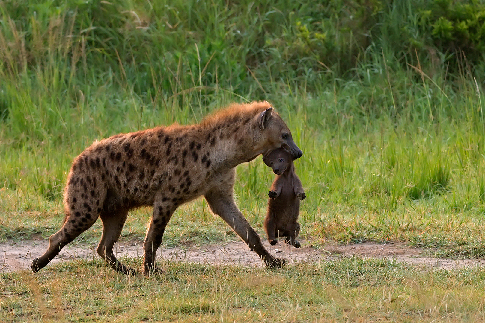 bebè (di iena) a bordo