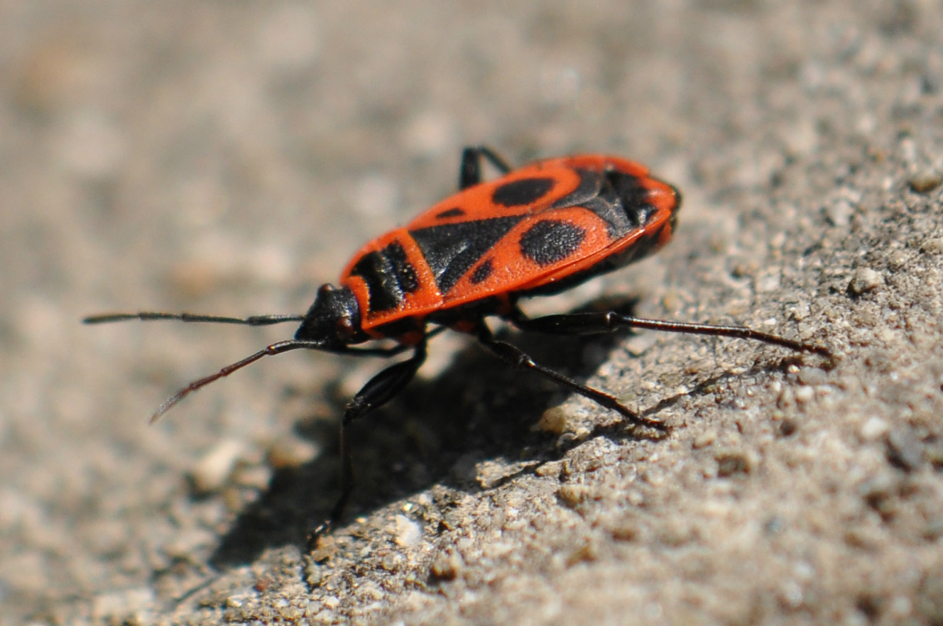 Pyrrhocoris apterus1