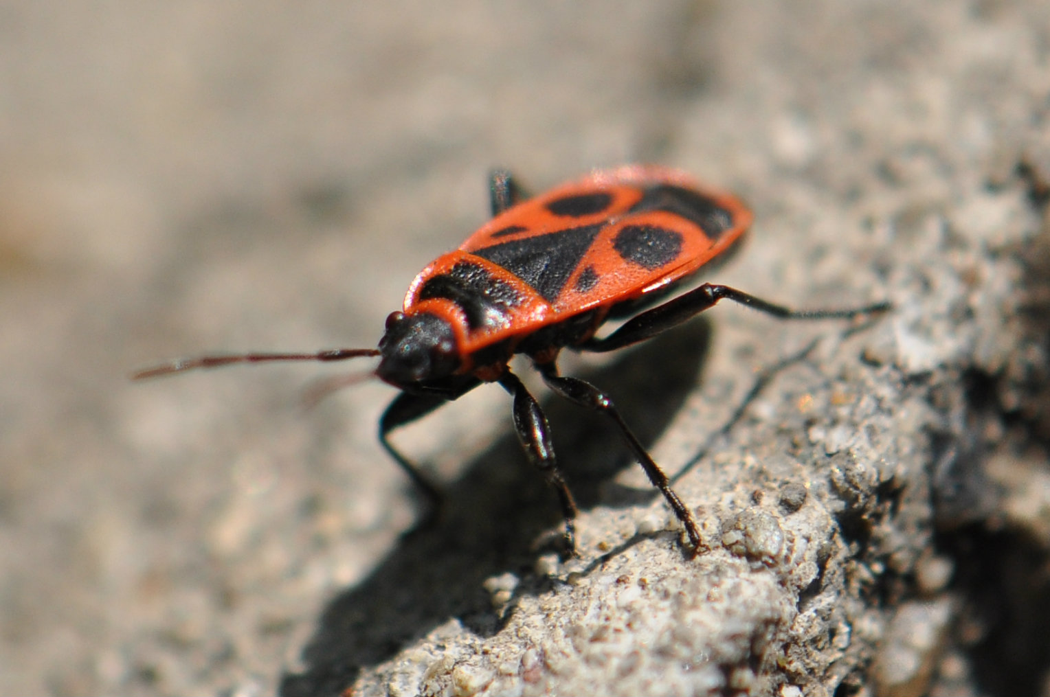 Pyrrhocoris apterus2