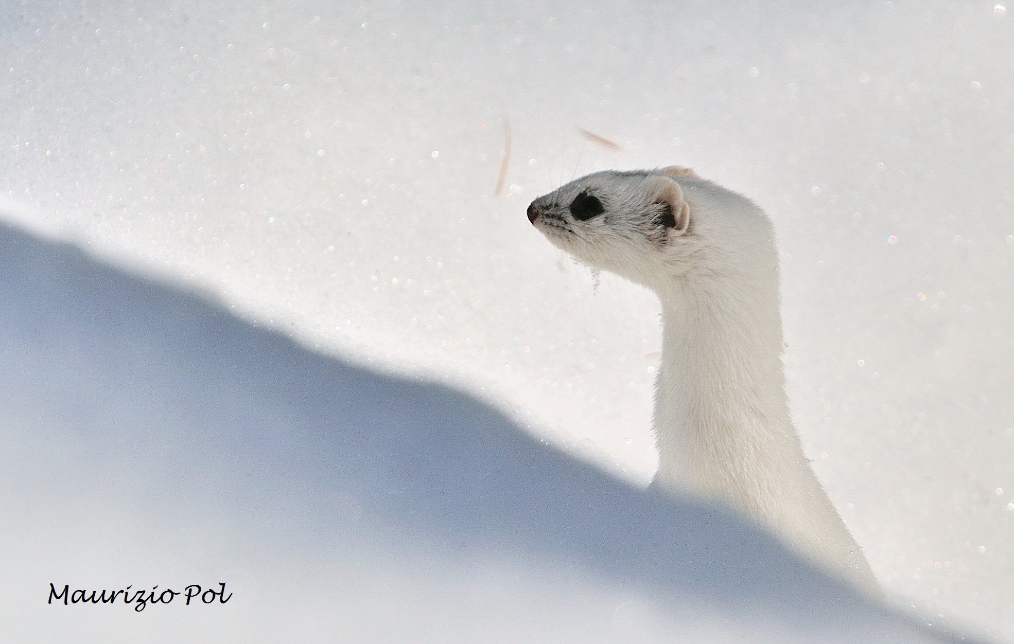 ermine in winter look