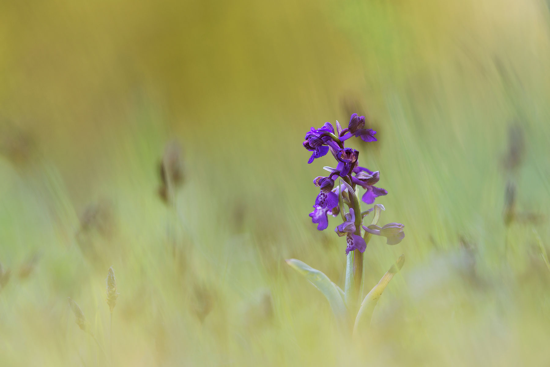 Her. The most beautiful flower.