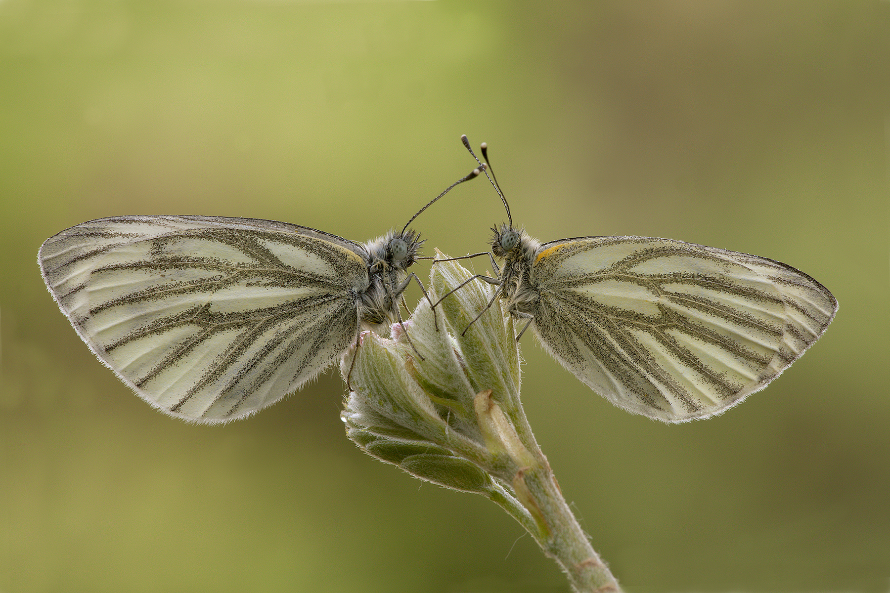 coppia di Pieris napi