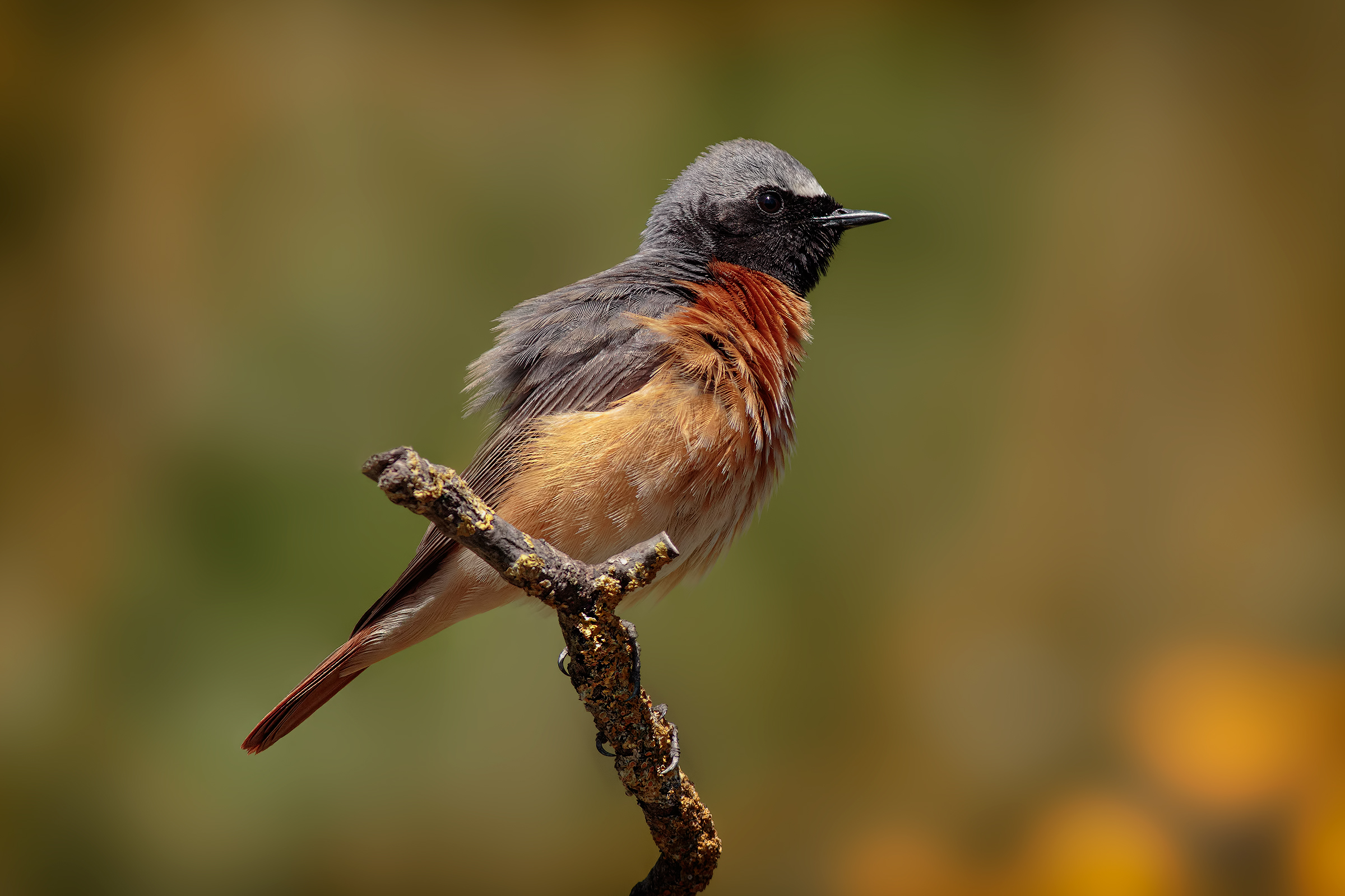 Redstart (Common redstart)