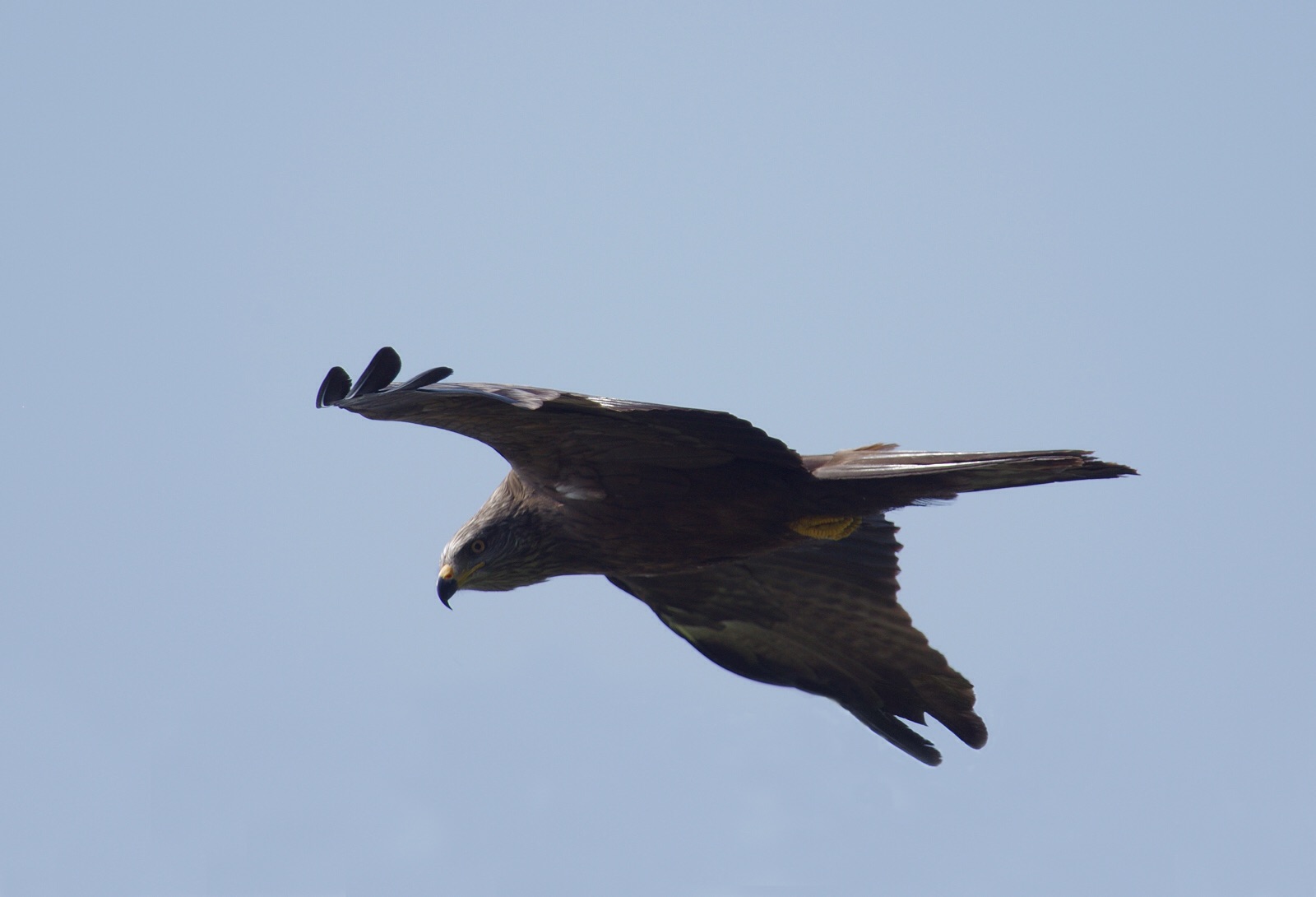 Black Kite