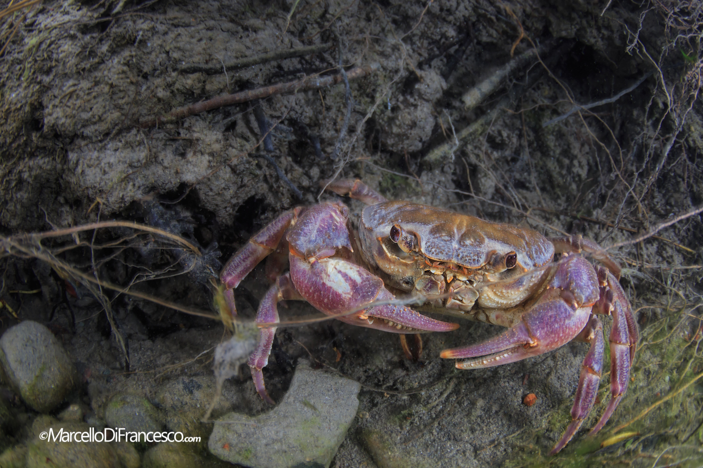 Granchio di Fiume