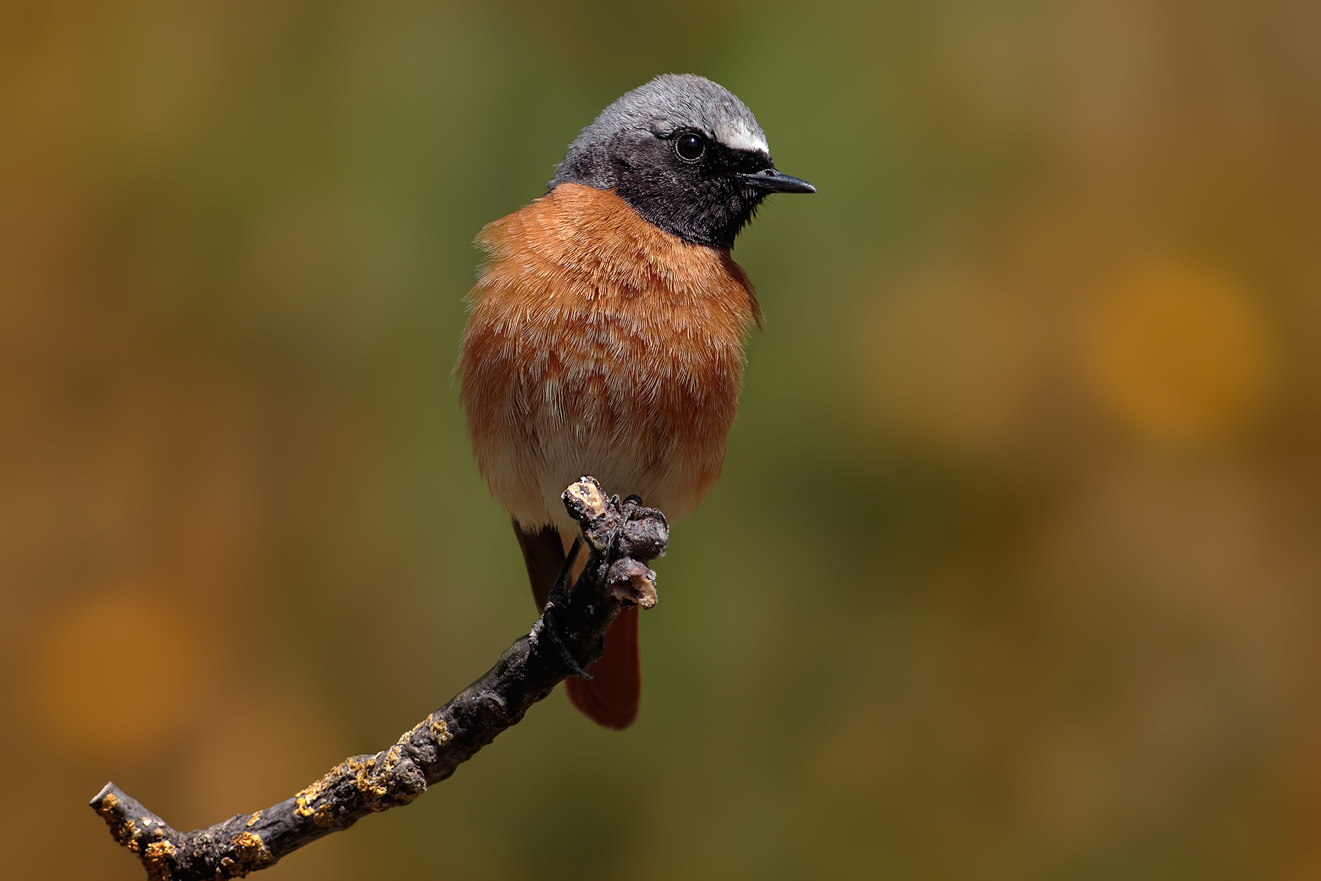 Redstart Male # 2 (Common redstart)