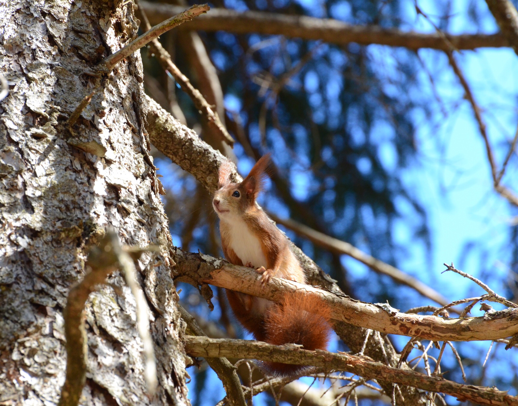 Red squirrel..