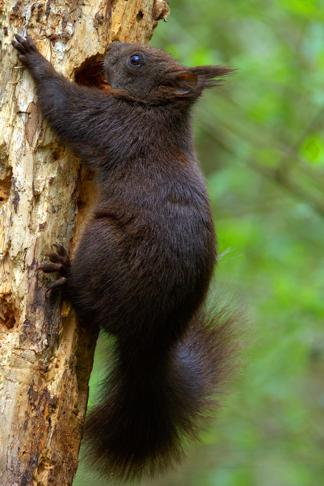 Scoiattolo (Sciurus vulgaris)