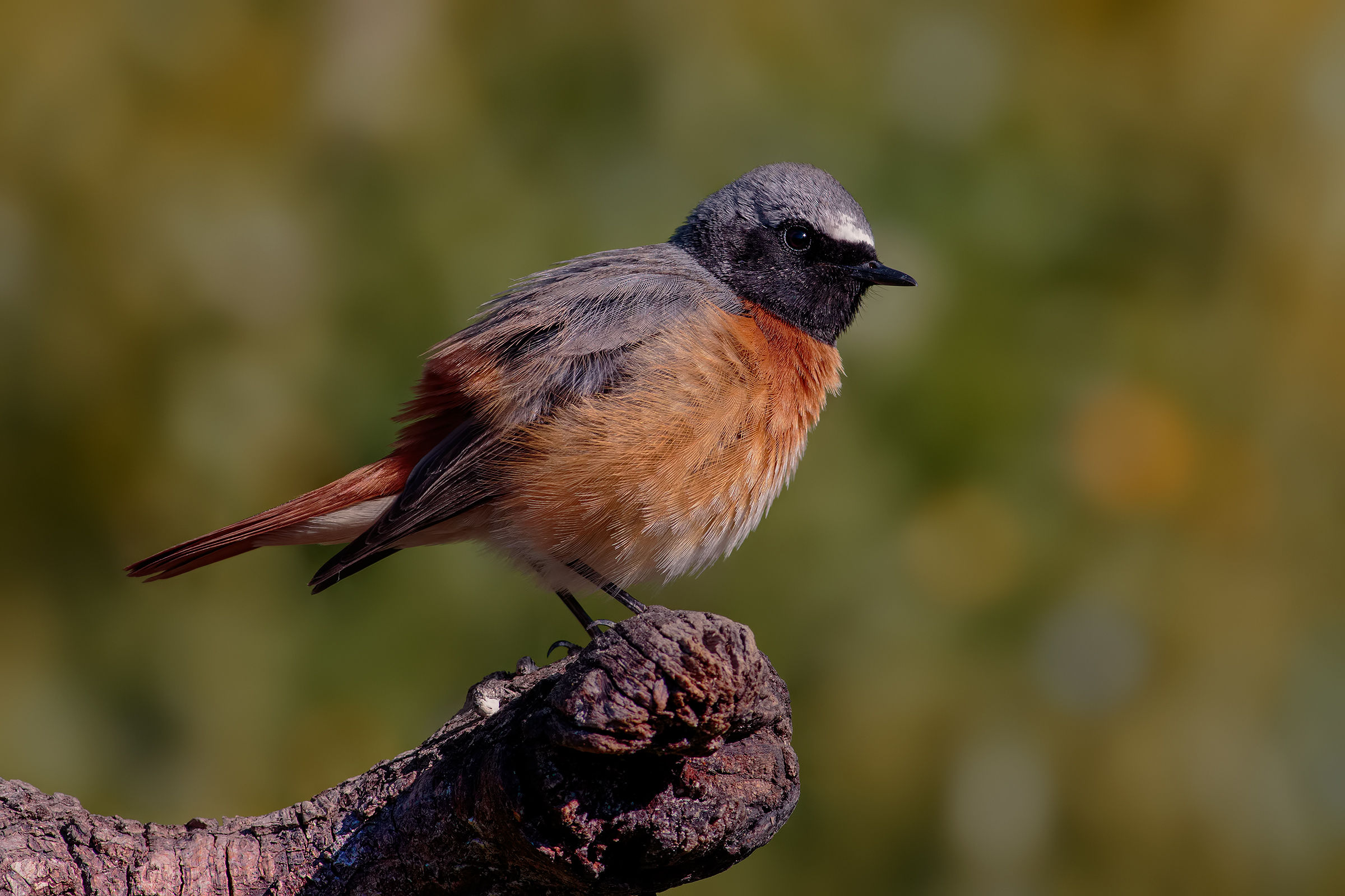 Redstart Male # 3 (Common redstart)