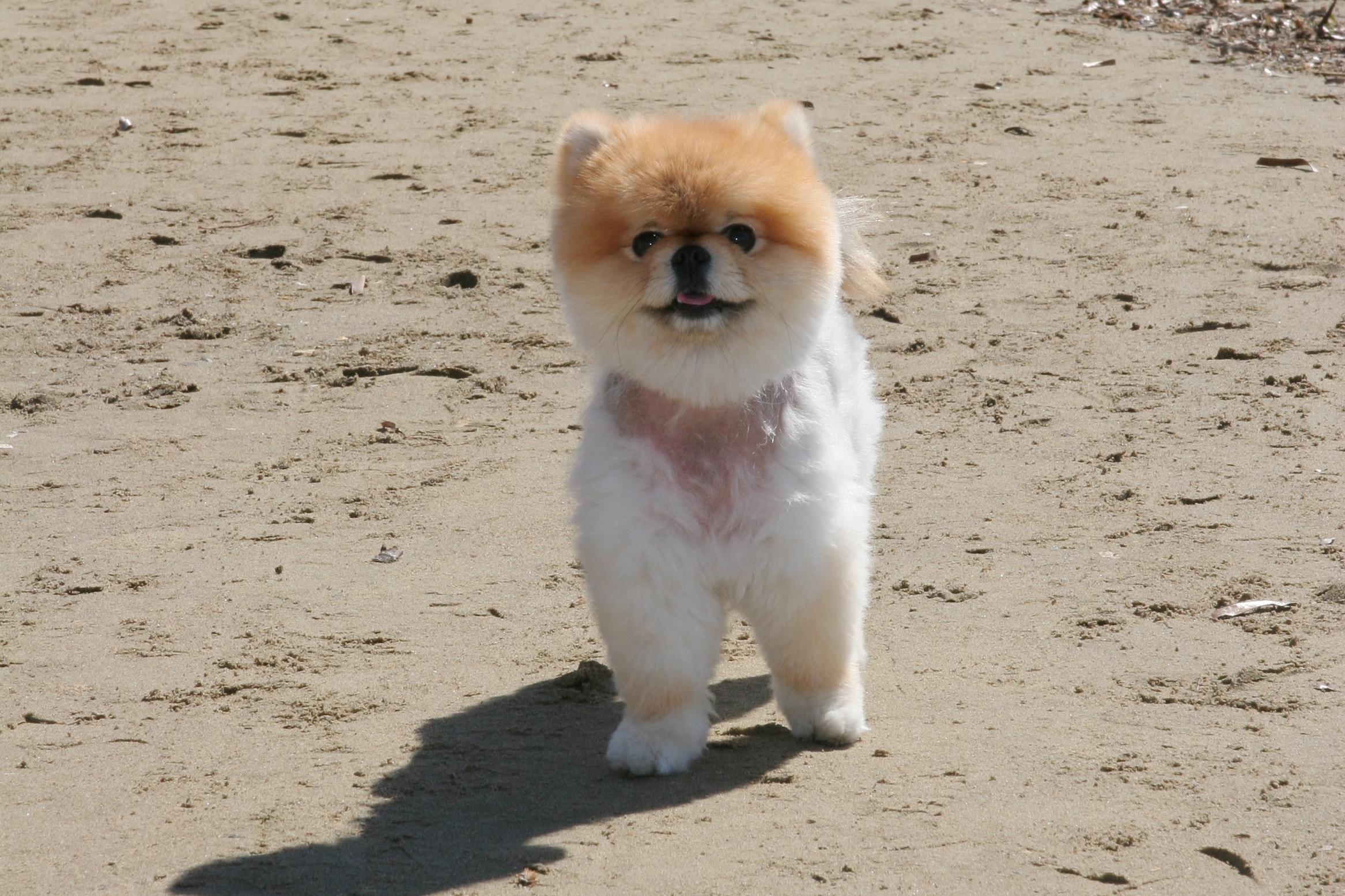 dolce e spennacchiato