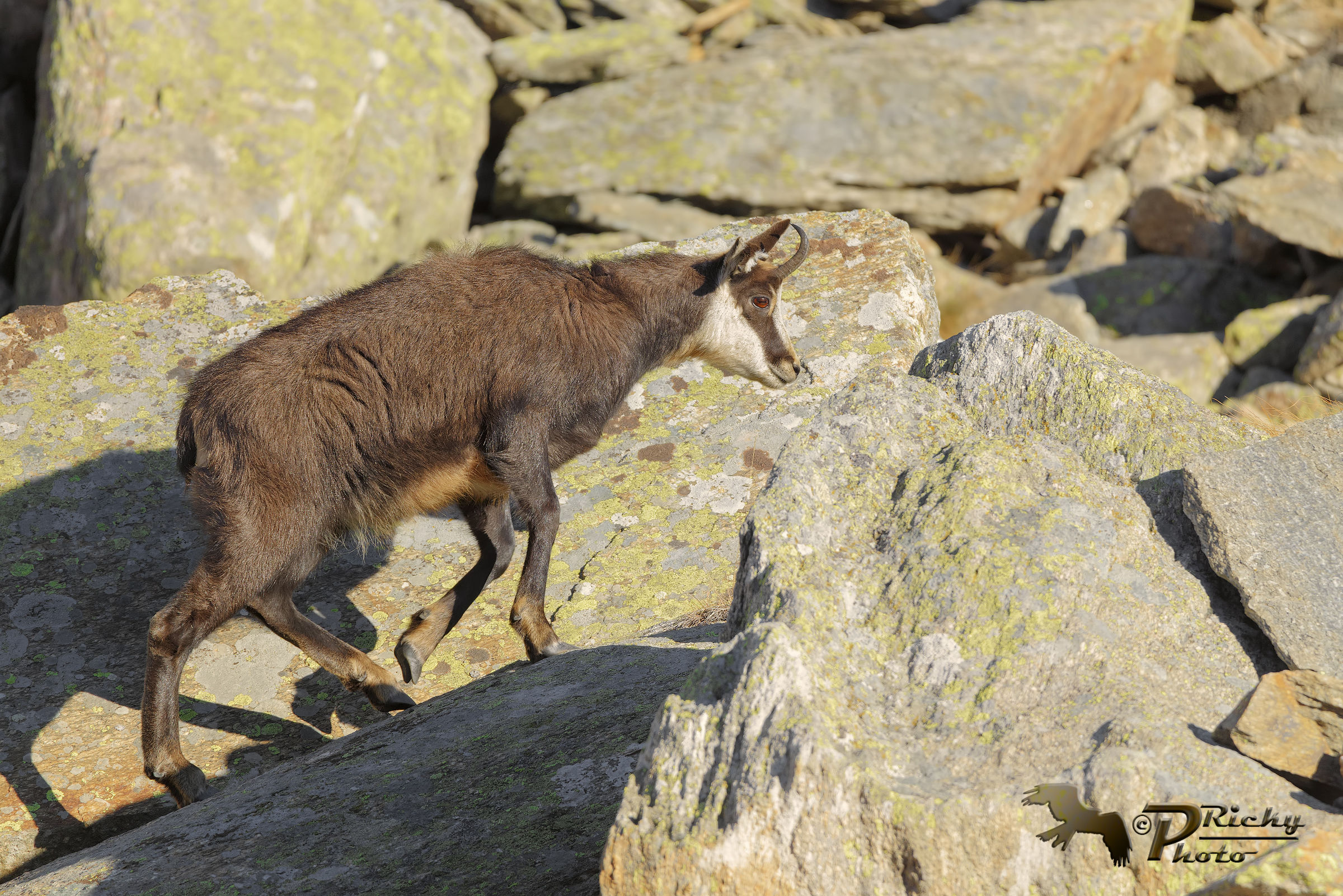 Chamois