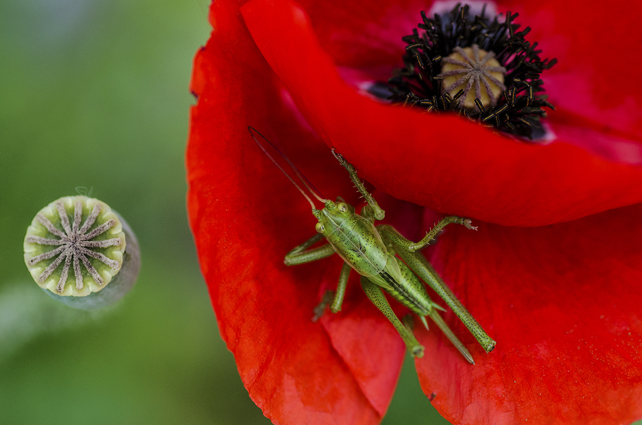 grillo nel papavero 1
