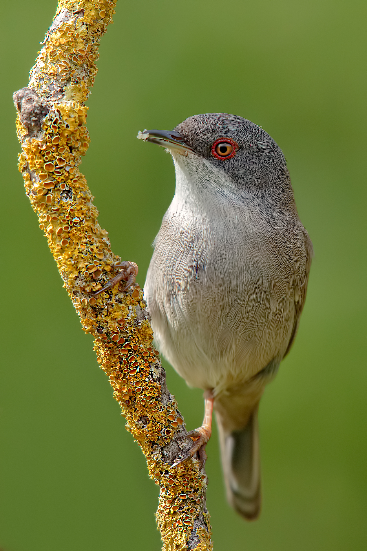 Female warbler