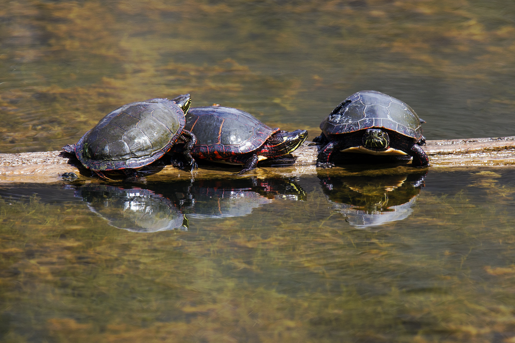 Painted Turtle Trio
