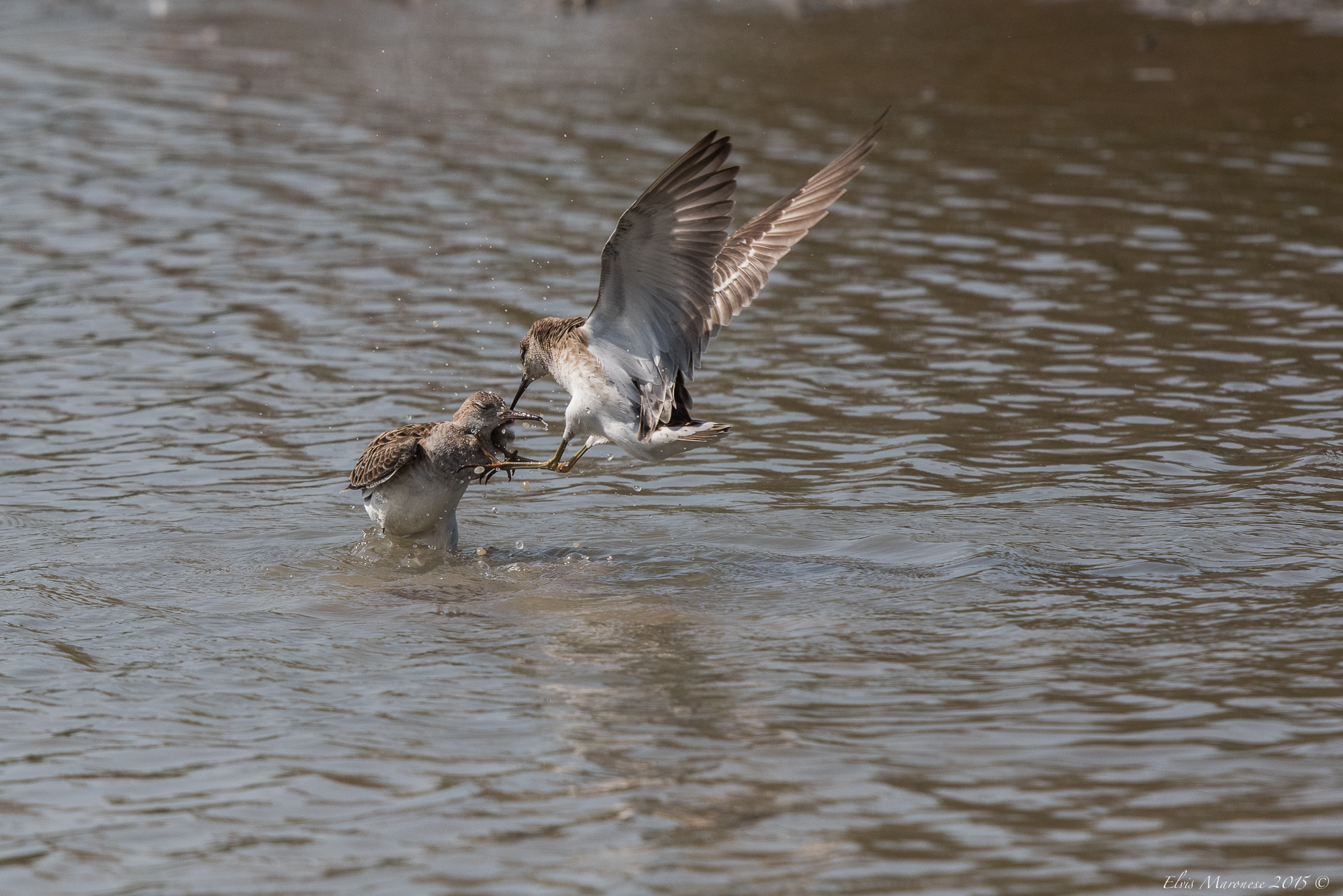 Preso per la gola...