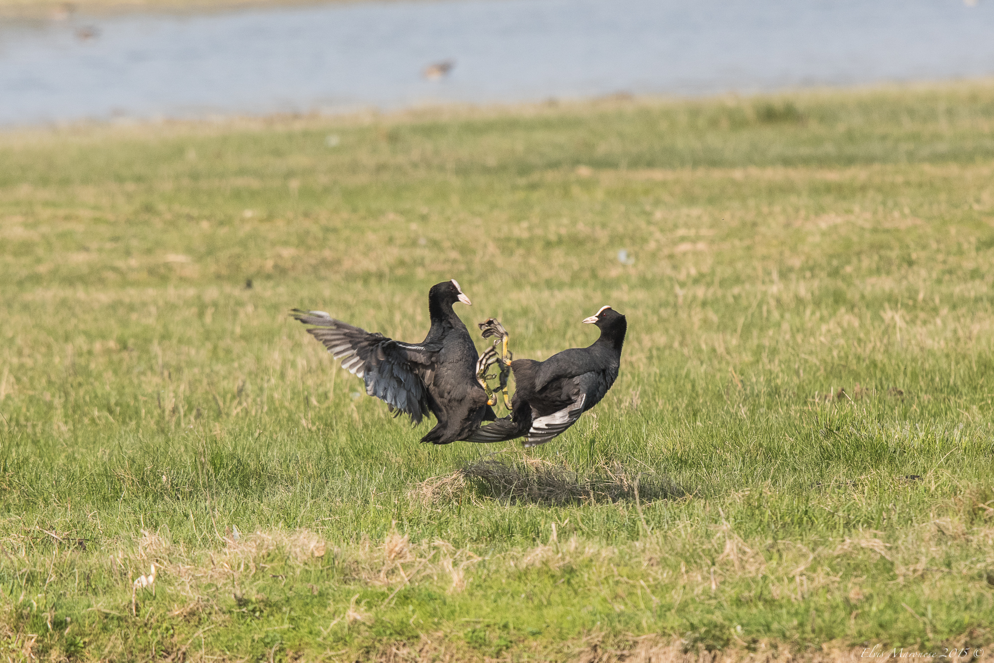 Folage in combattimento aereo