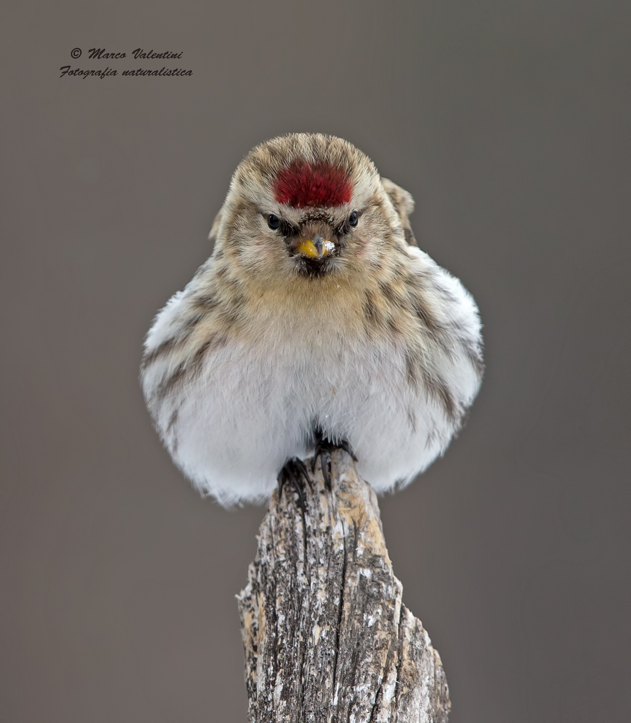 Arctic Redpoll