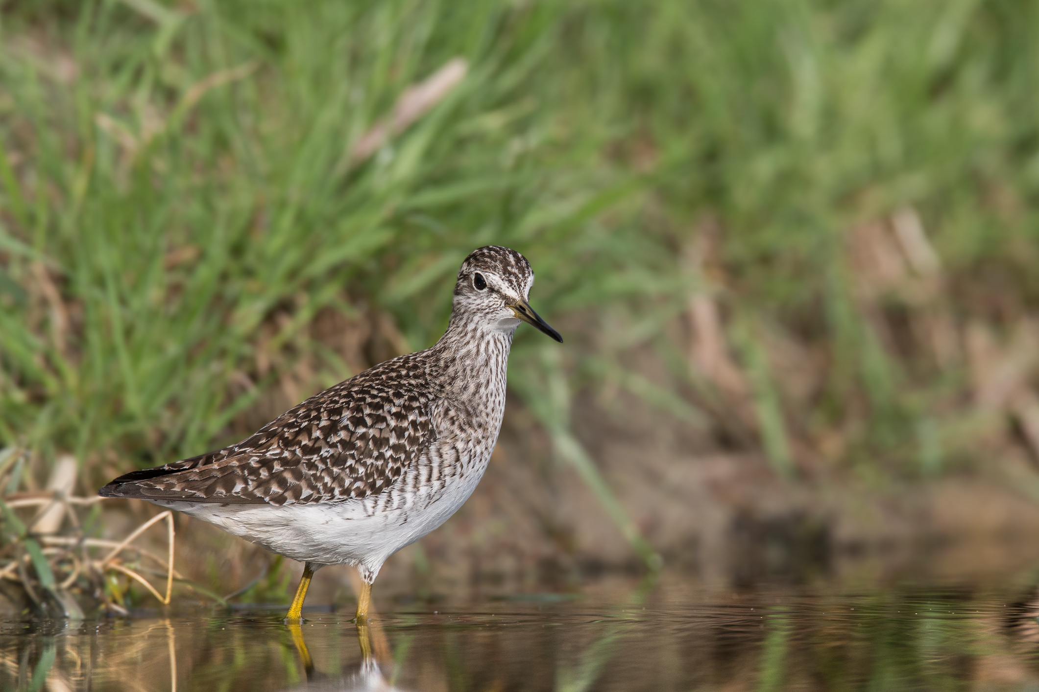 Wood Sandpiper