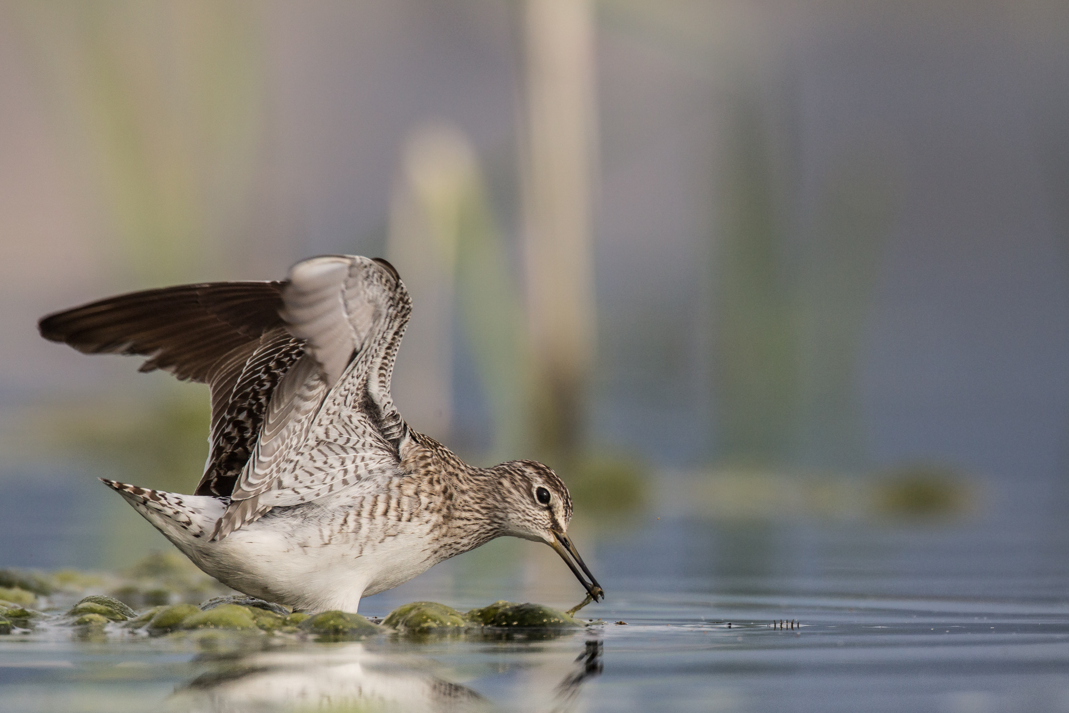 Wood Sandpiper hunting