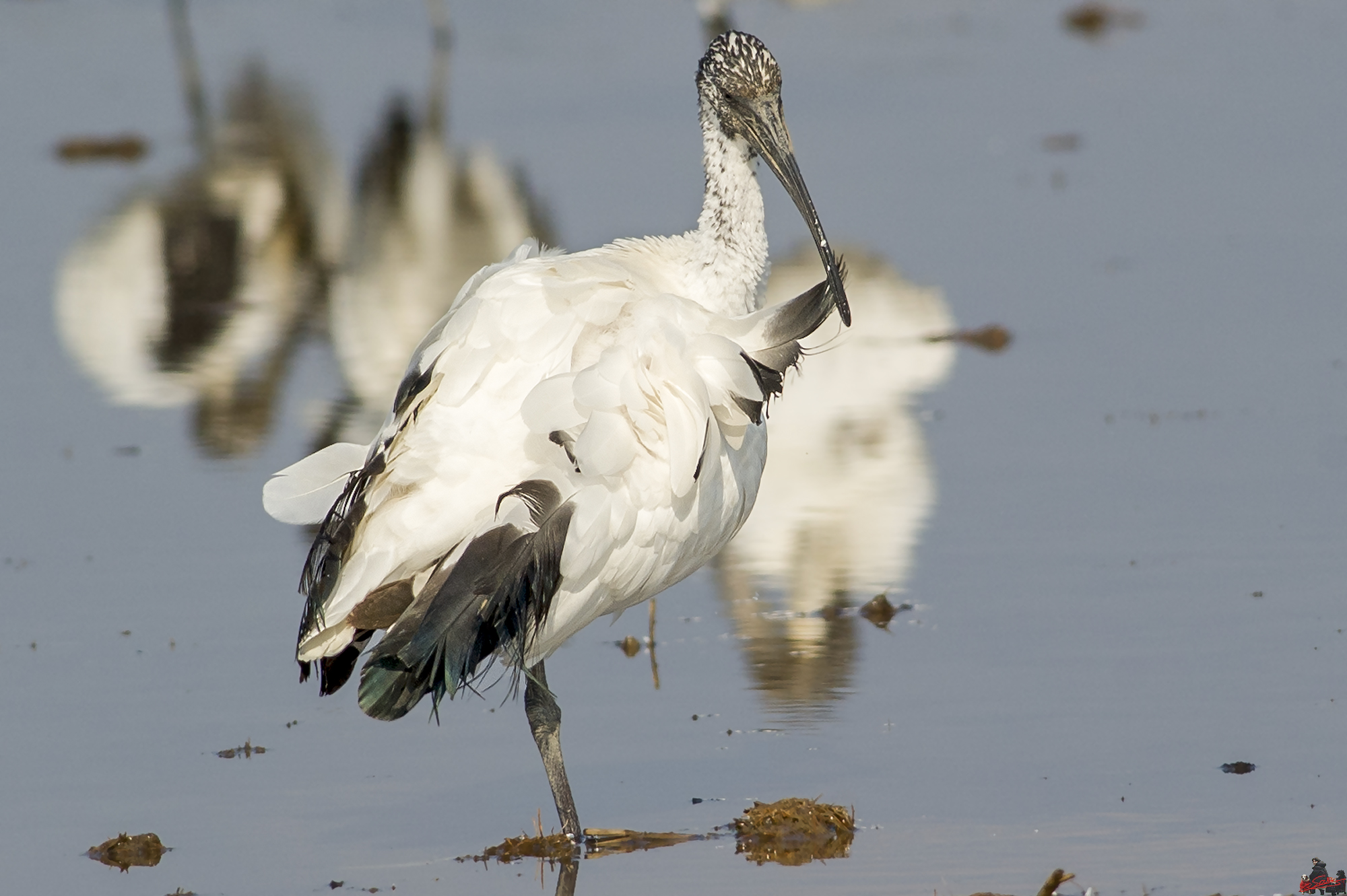 Sacred Ibis
