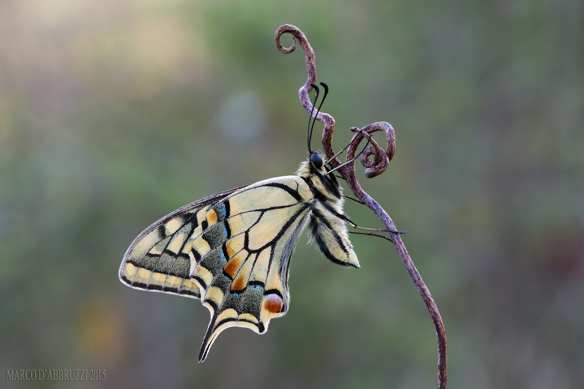 Papilio Machaon...