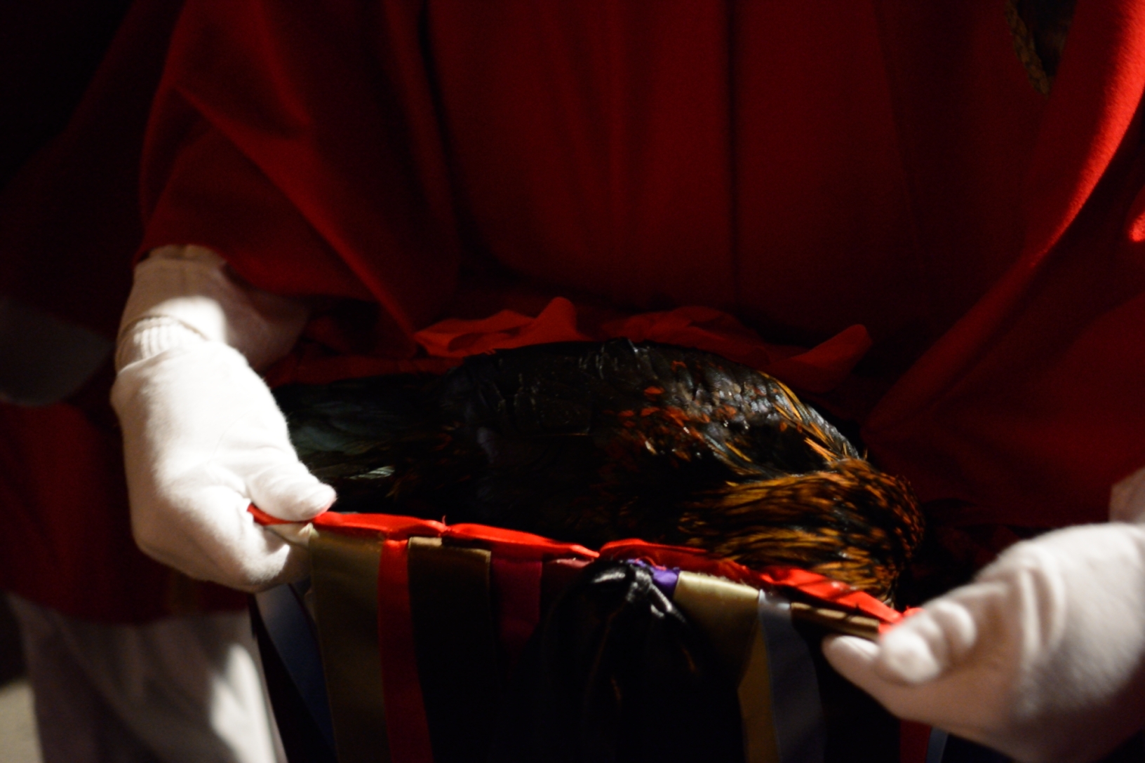 the cock of cofraternita passion (not dead)