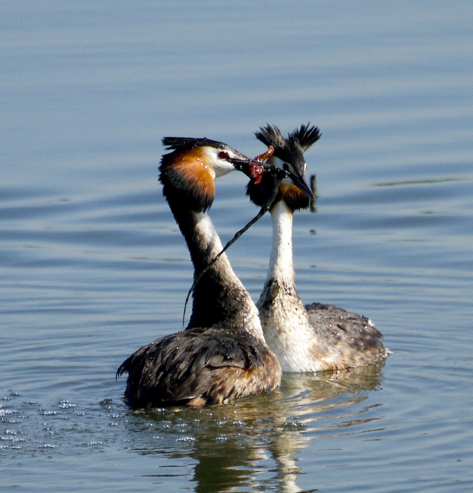 corteggiamento svassi