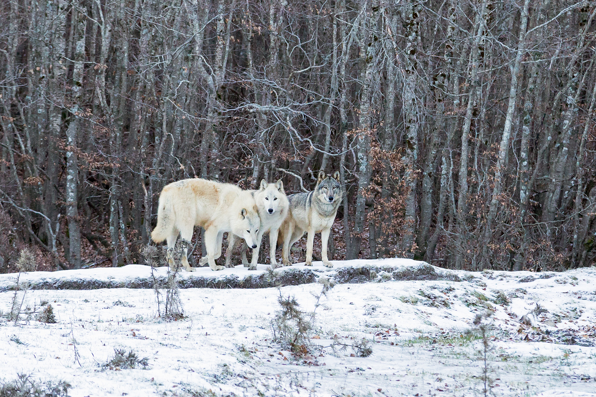 The Three Little Pigs