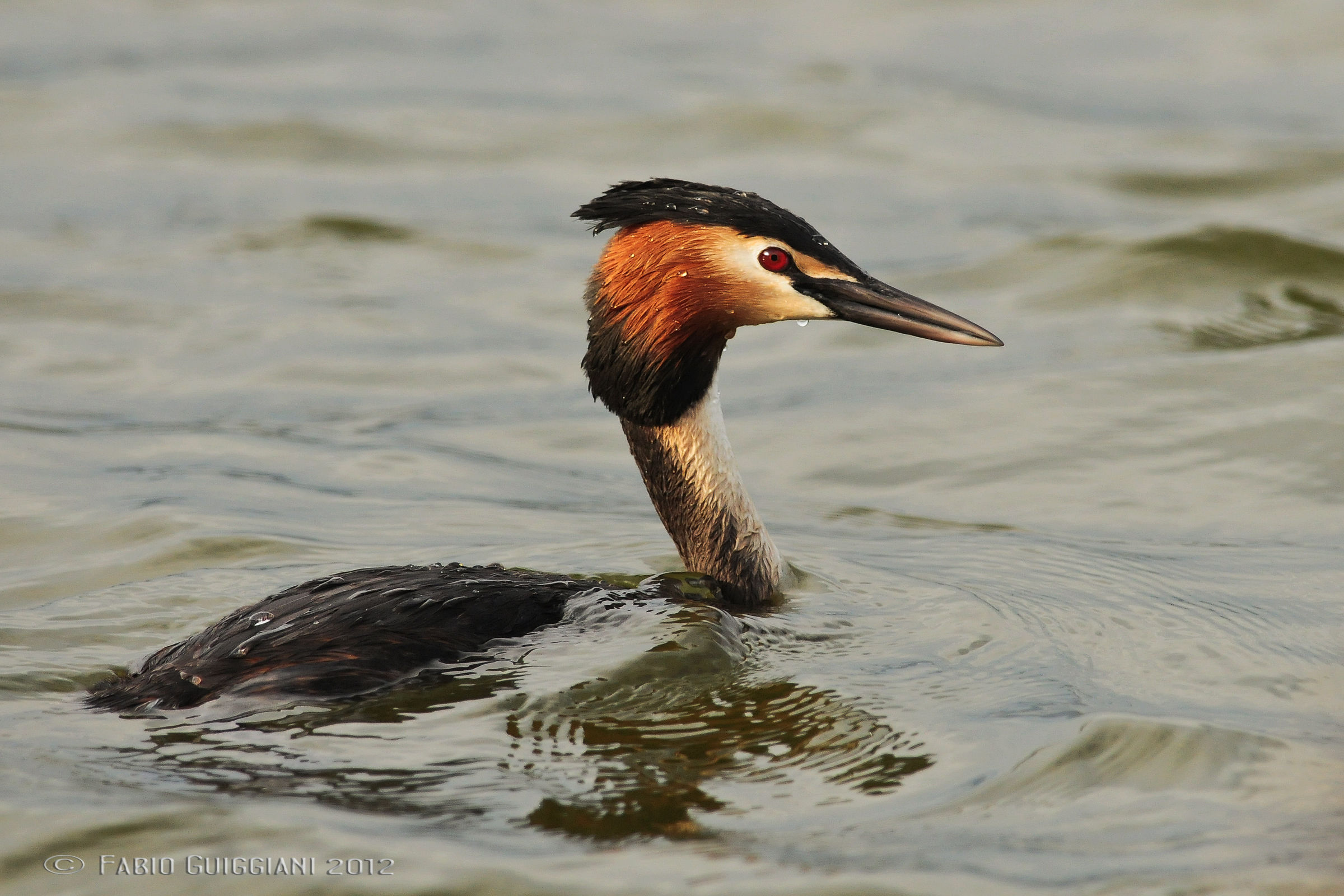 Great Crested Grebe