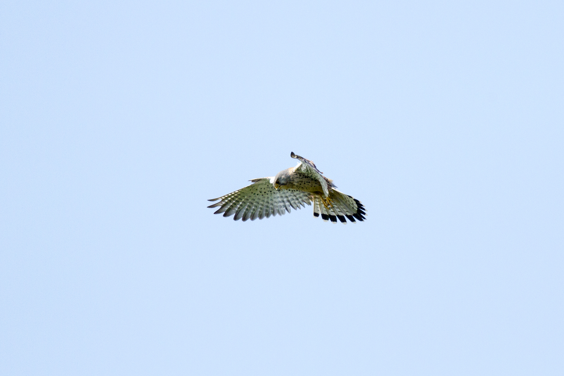 kestrel hunting