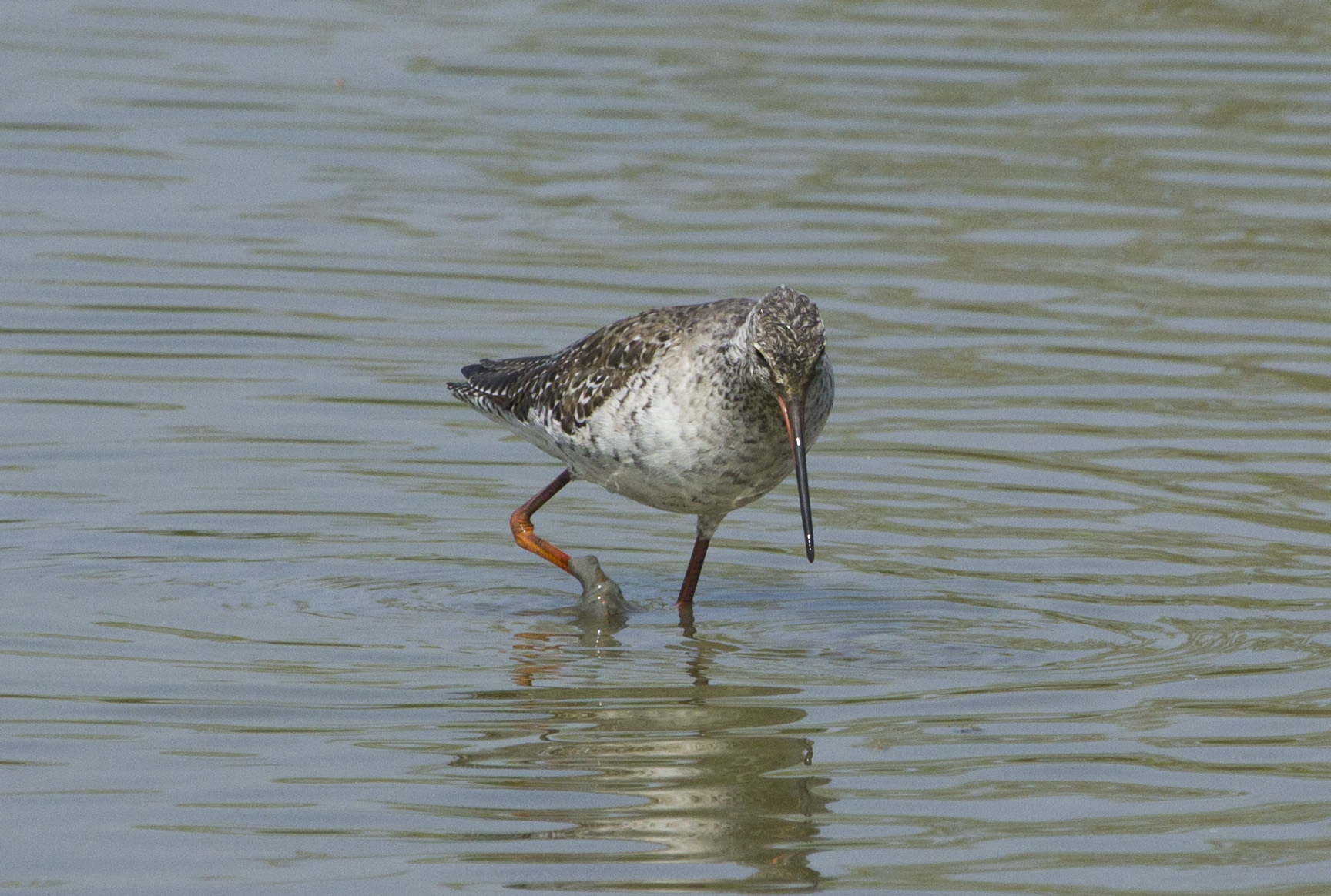 Spotted Redshank