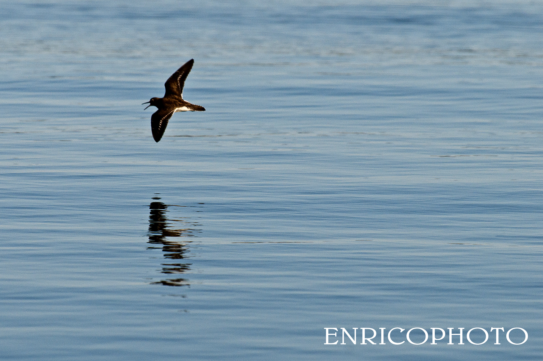 Uccello sconosciuto         Uccelli
